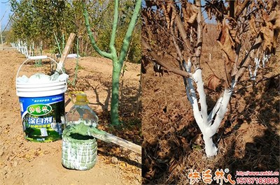 大榛子树涂白的作用与涂白剂购买指南