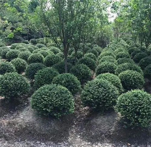 百通生态环境 小区景观苗木绿化的专业之选
