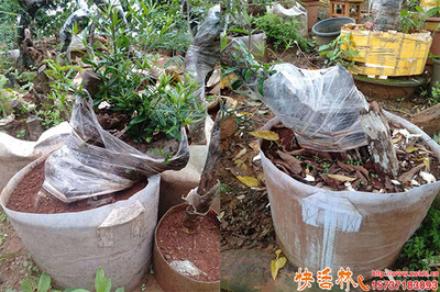 老桩生根 园林绿化中的关键技术与实践