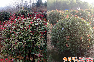 园林绿化好帮手 生根剂品牌推荐与使用指南