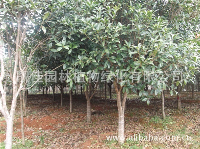 园林植物在园林绿化中的核心作用与配置艺术